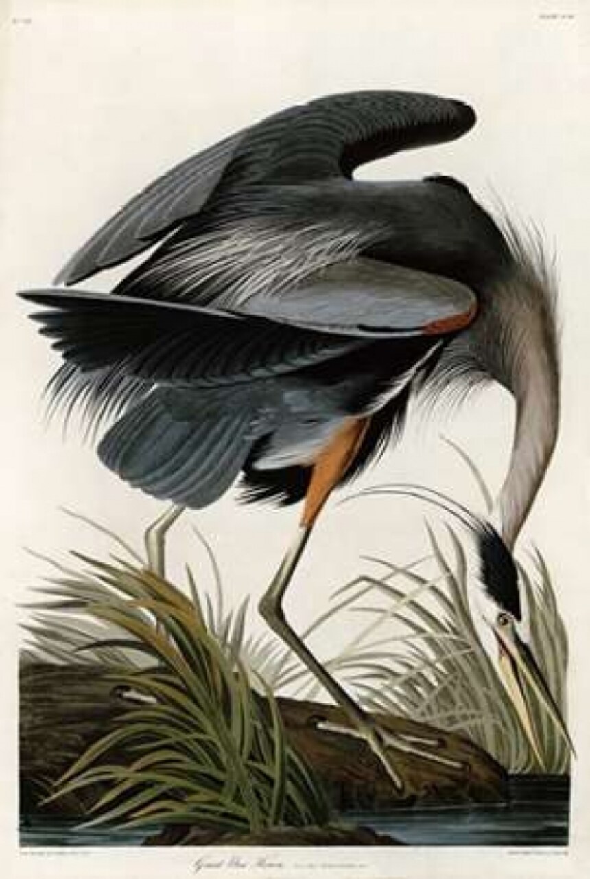 Great Blue Heron Poster Print by John James Audubon - Item # VARPDXJJA211